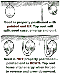 marijuana-seeds-positioning-in-soil