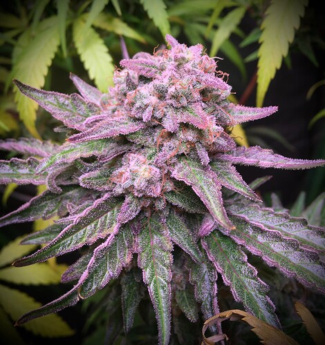 427e37060a28187beadc5cf88954e76adfff5528_2_470x500