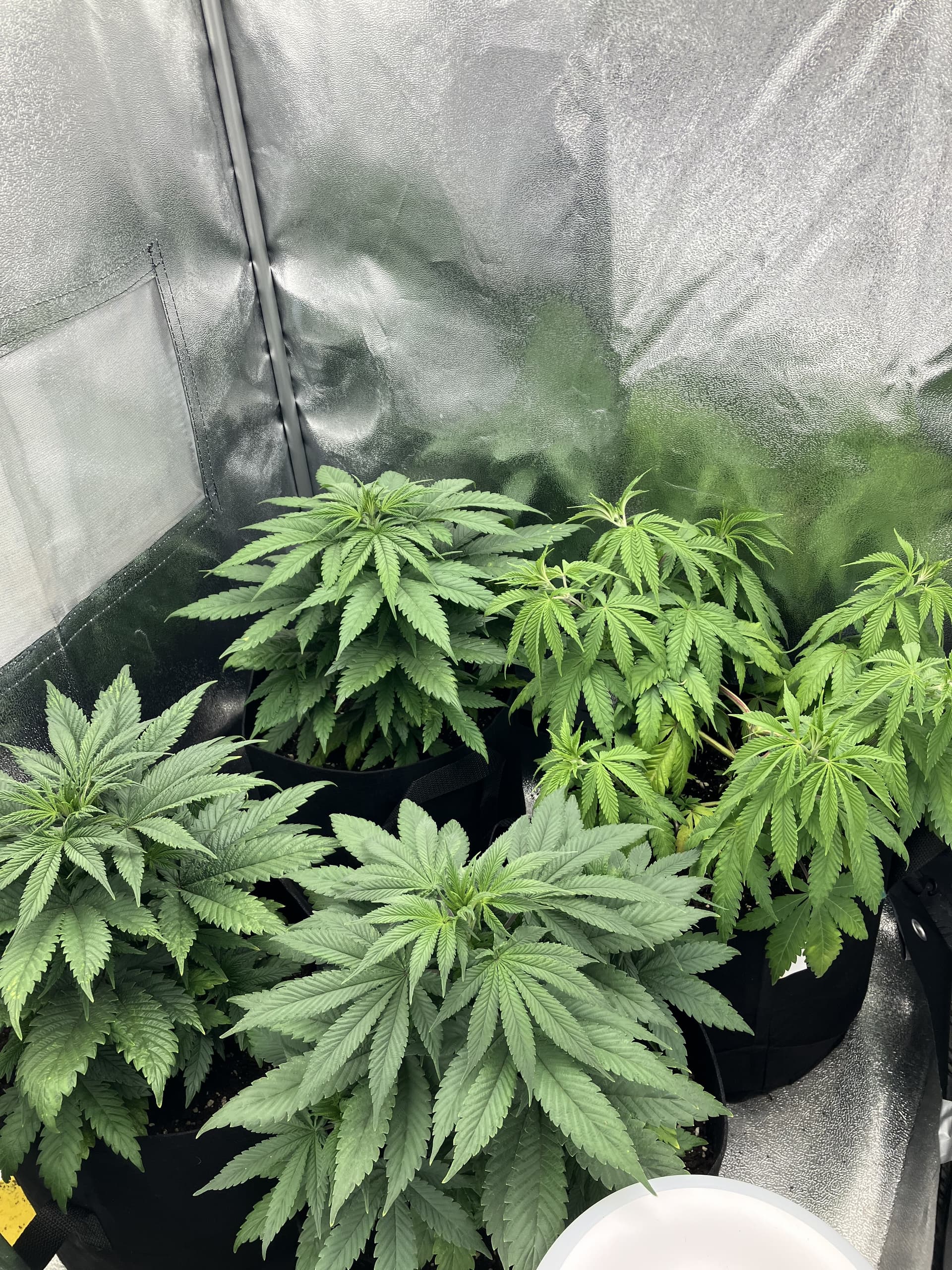 First Time LST; 80x80; LIGHTNING Basic RED 240W; 3 x Girl Scout Cookies