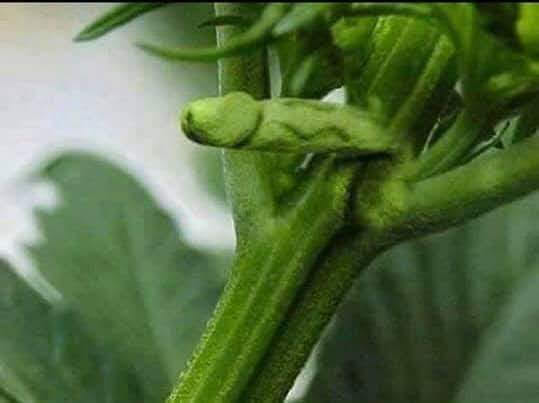 This is a Boy