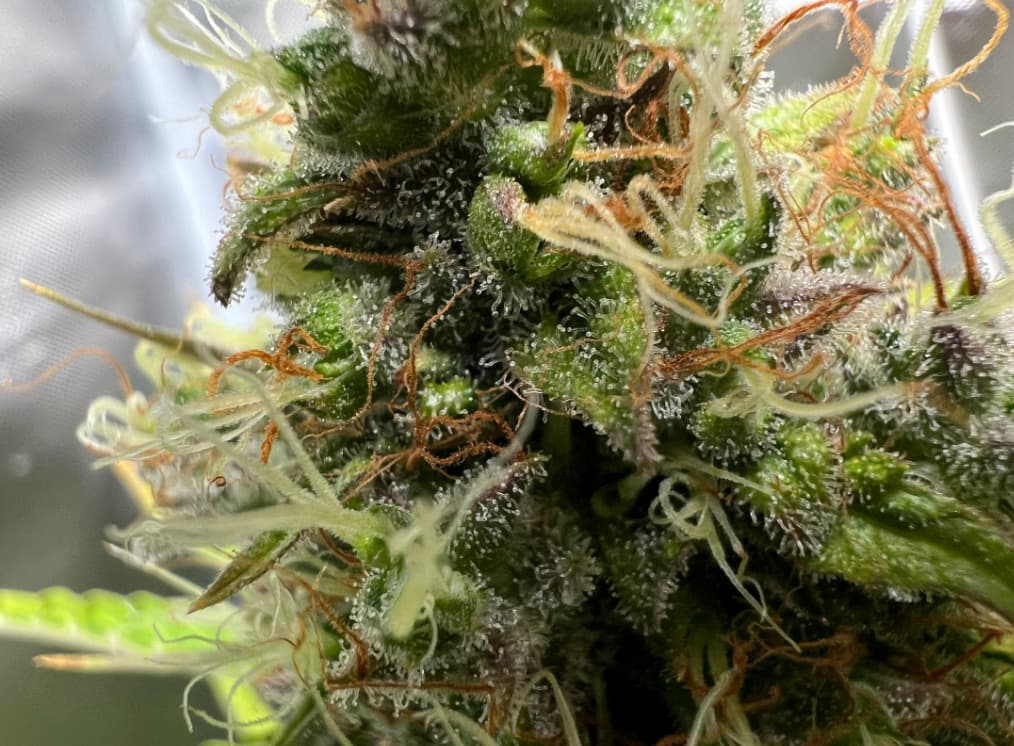 Automatics Trichome werden nicht Braun Anfänger Forum