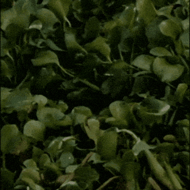Jim Carrey Africa GIF