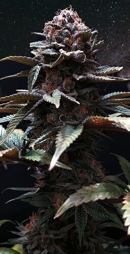 3eab90d1cd2ba27c5feaf2461c2dc5a88969c0fa_2_256x500