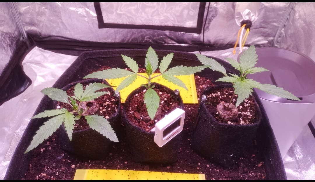 Growreport Bild 2