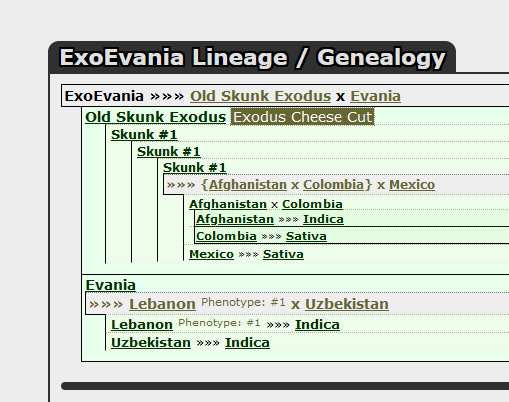 EVANIA_Genealogy