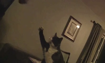 cat good job GIF