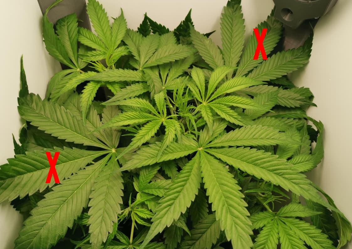 entlaubung-segel.tb-lemon-haze