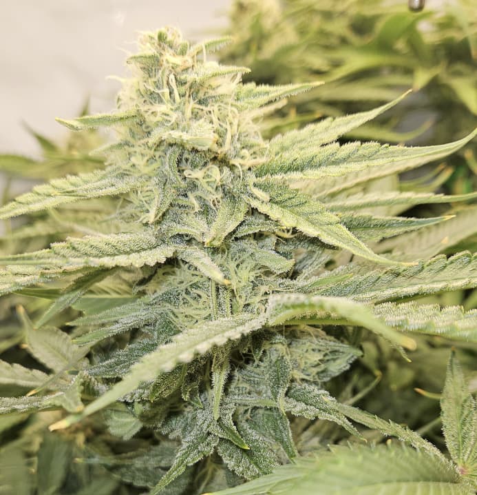 Growreport Bild 10