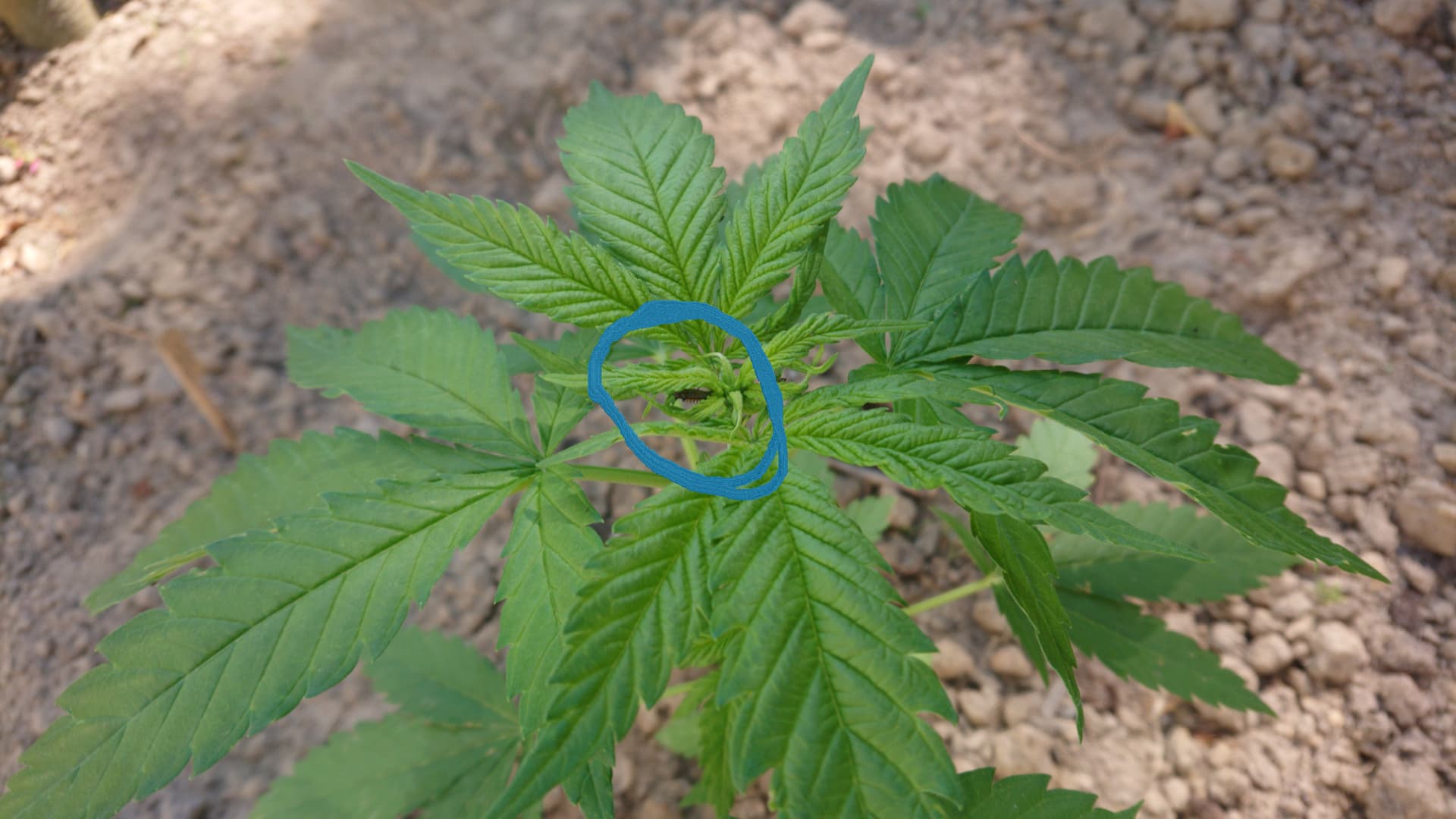 Wächter Marienkäfer