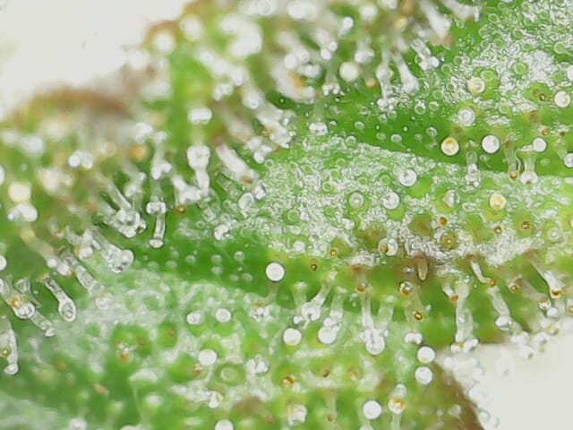 Trichome Stabi