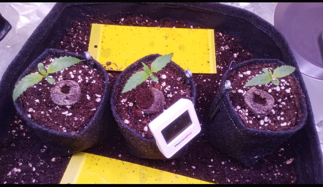 Growreport Bild 1