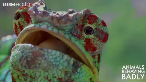 look what GIF by BBC Earth