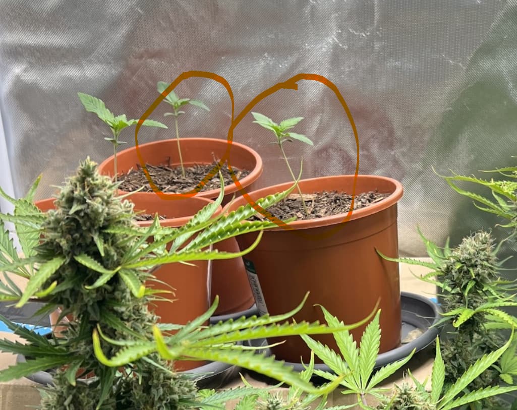 Automatics Trichome werden nicht Braun Anfänger Forum