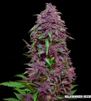 purple_mazar_auto_306x340