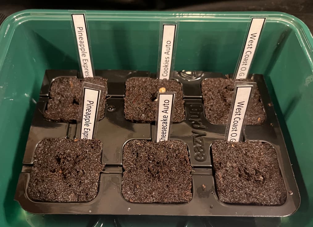Growreport Bild 1