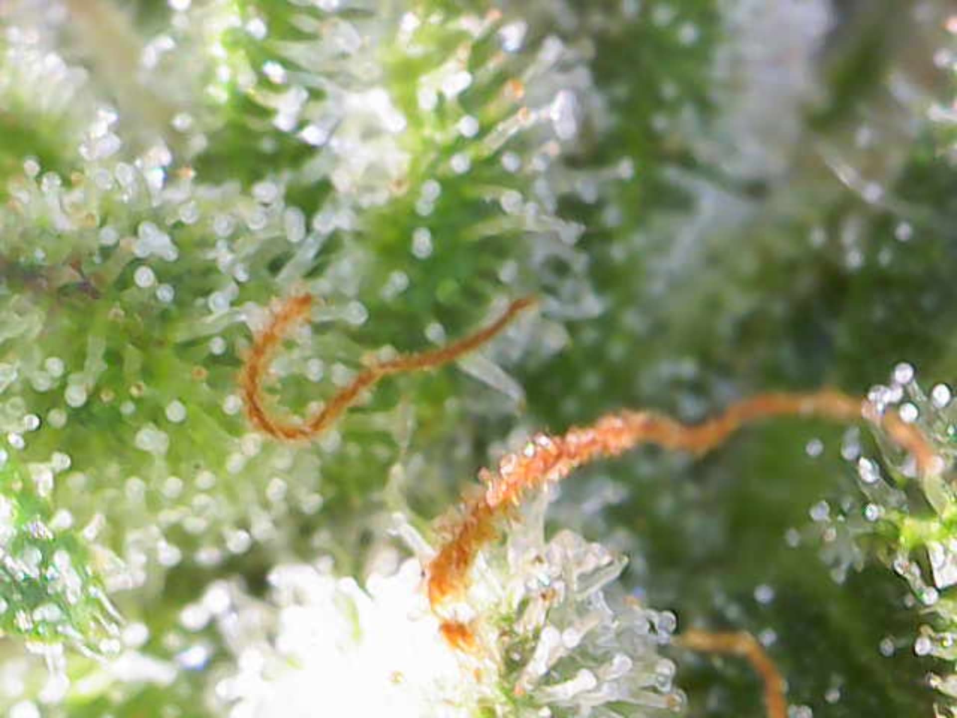 Image_2024-07-15 11_09_19_241