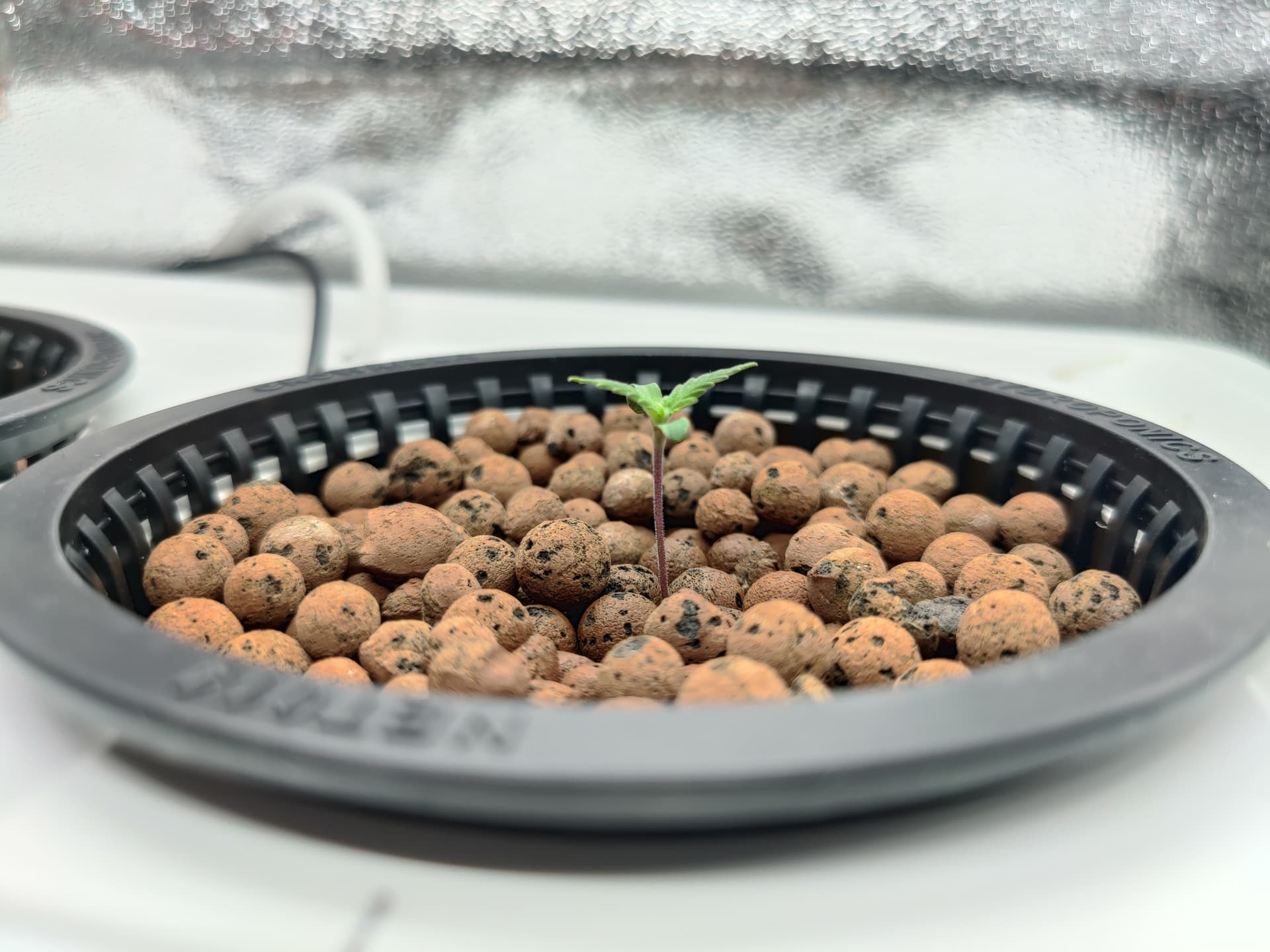 BEENDET Grow 4 Indoor Purple Cookie Kush Purple Berry Muffinz
