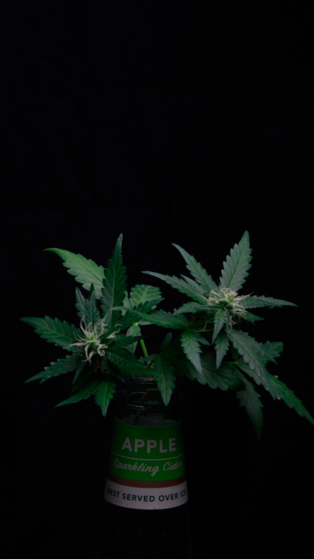 apple_cider_buds2