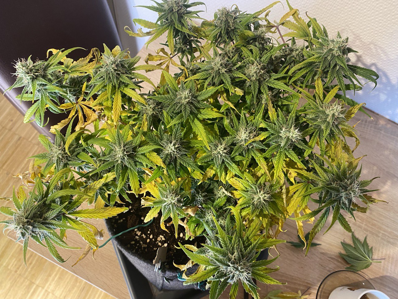 [Probleme mit/an den Blättern meiner Autoflower MangoSmile Tag59] Ich werde die Adlerkrallen