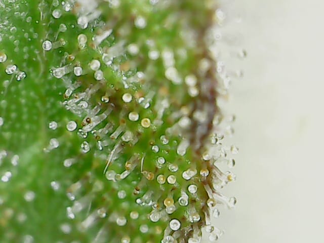 Trichome Stabil