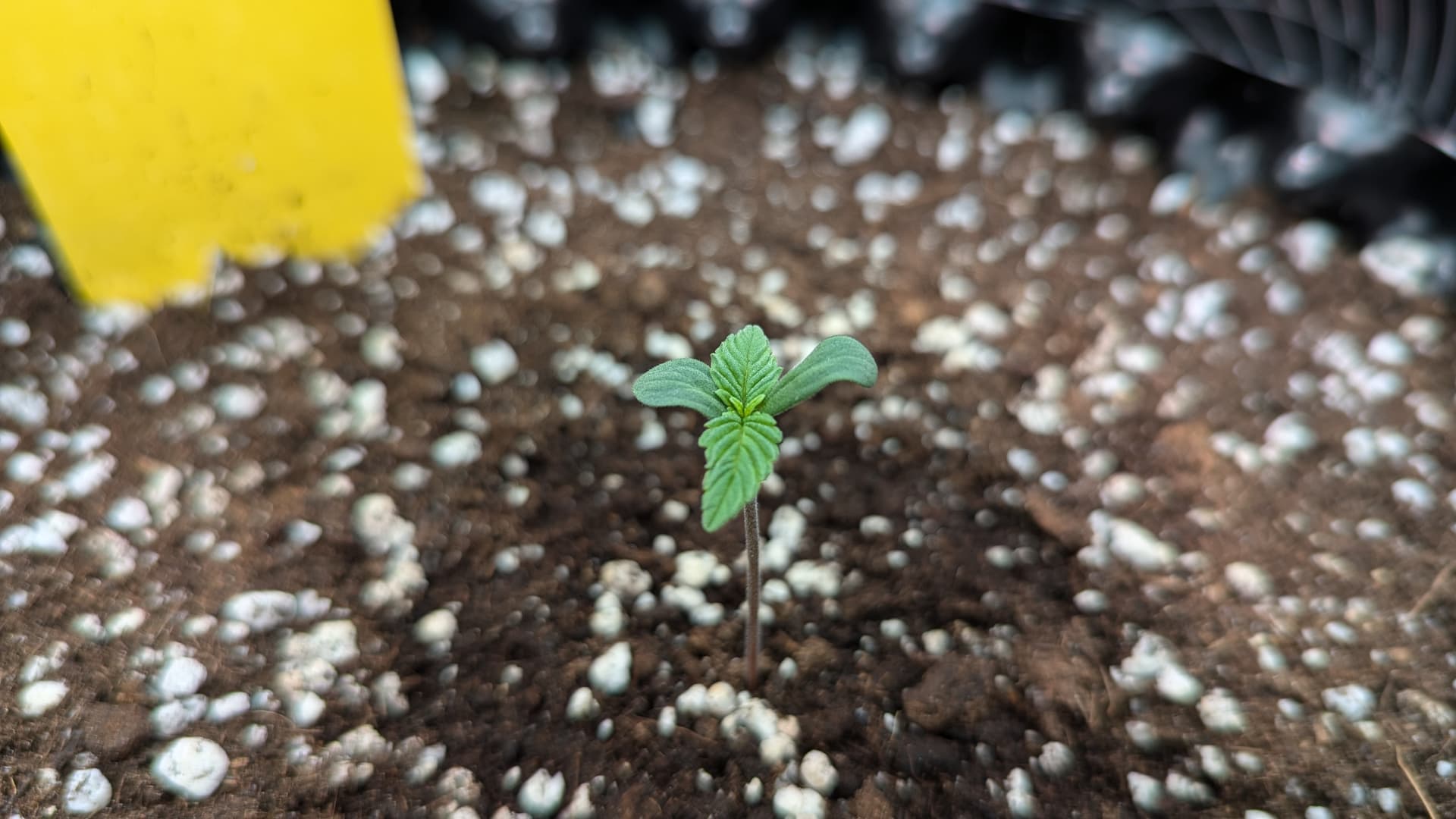 PXL_20240701_041040144.MP