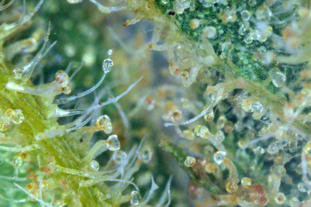 TrichomeJD24_06