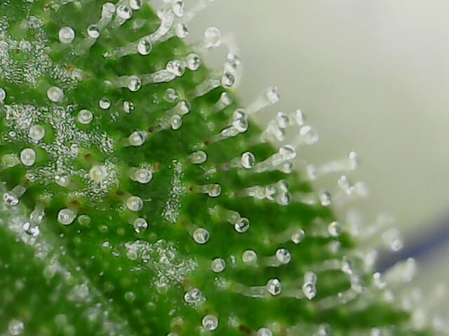Trichome Swag