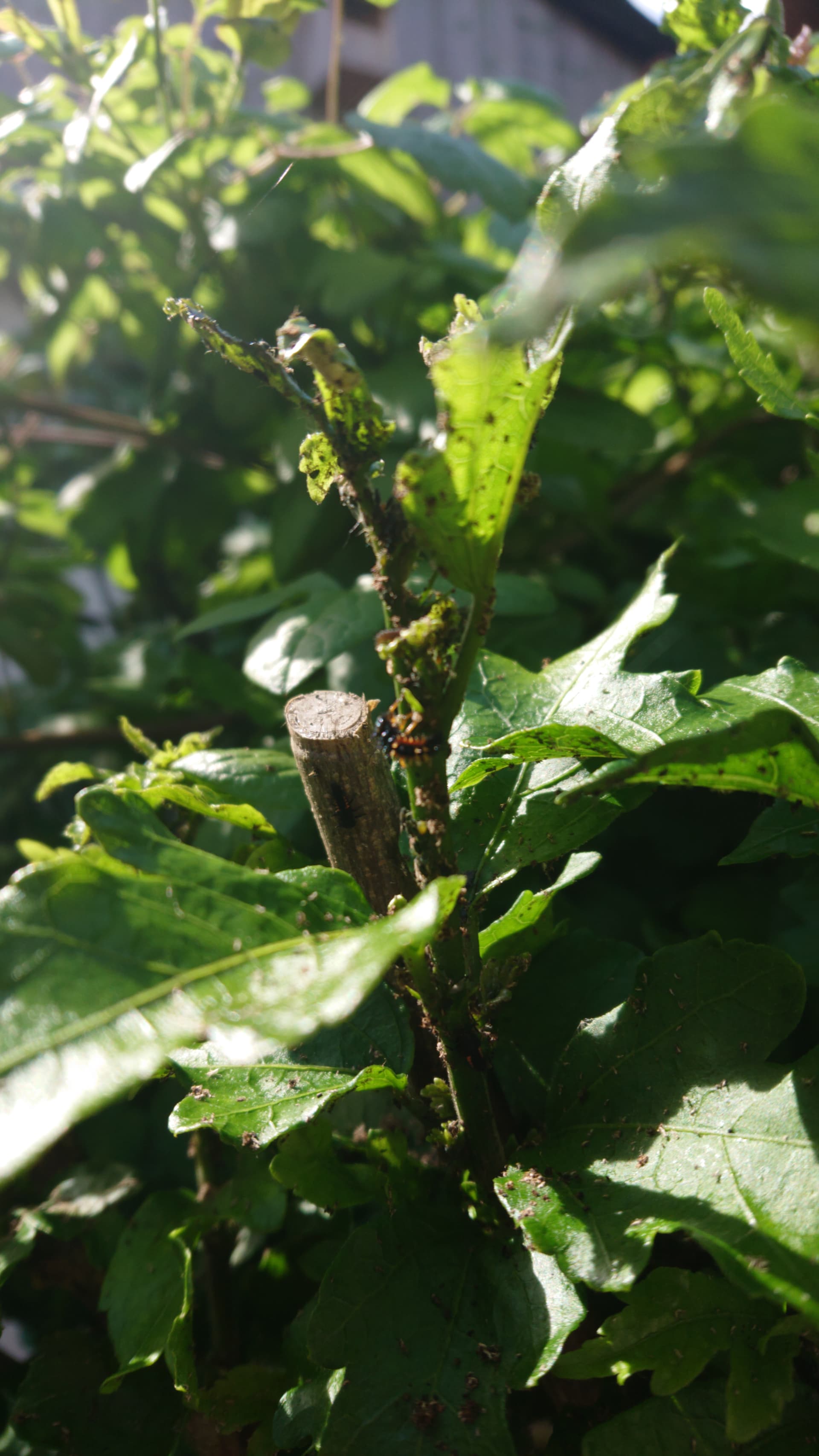 DSC_0001_BURST20240520153638688