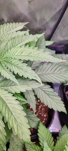 d15cc5c5c7643196974bf7b2a78360e33abcfda7_2_225x500