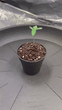 giphy-downsized-medium