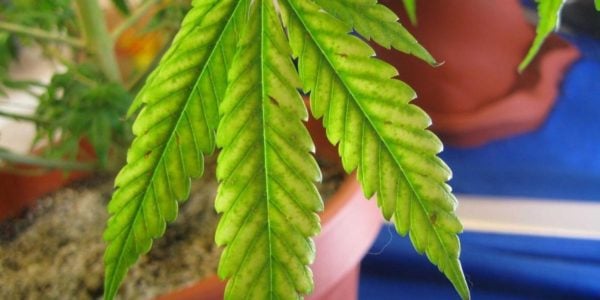 Magnesiummangel bei Cannabis erkennen und lösen