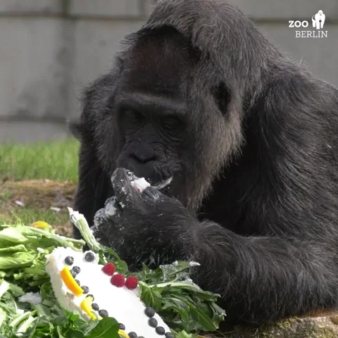 Happy Birthday GIF by Zoo Berlin