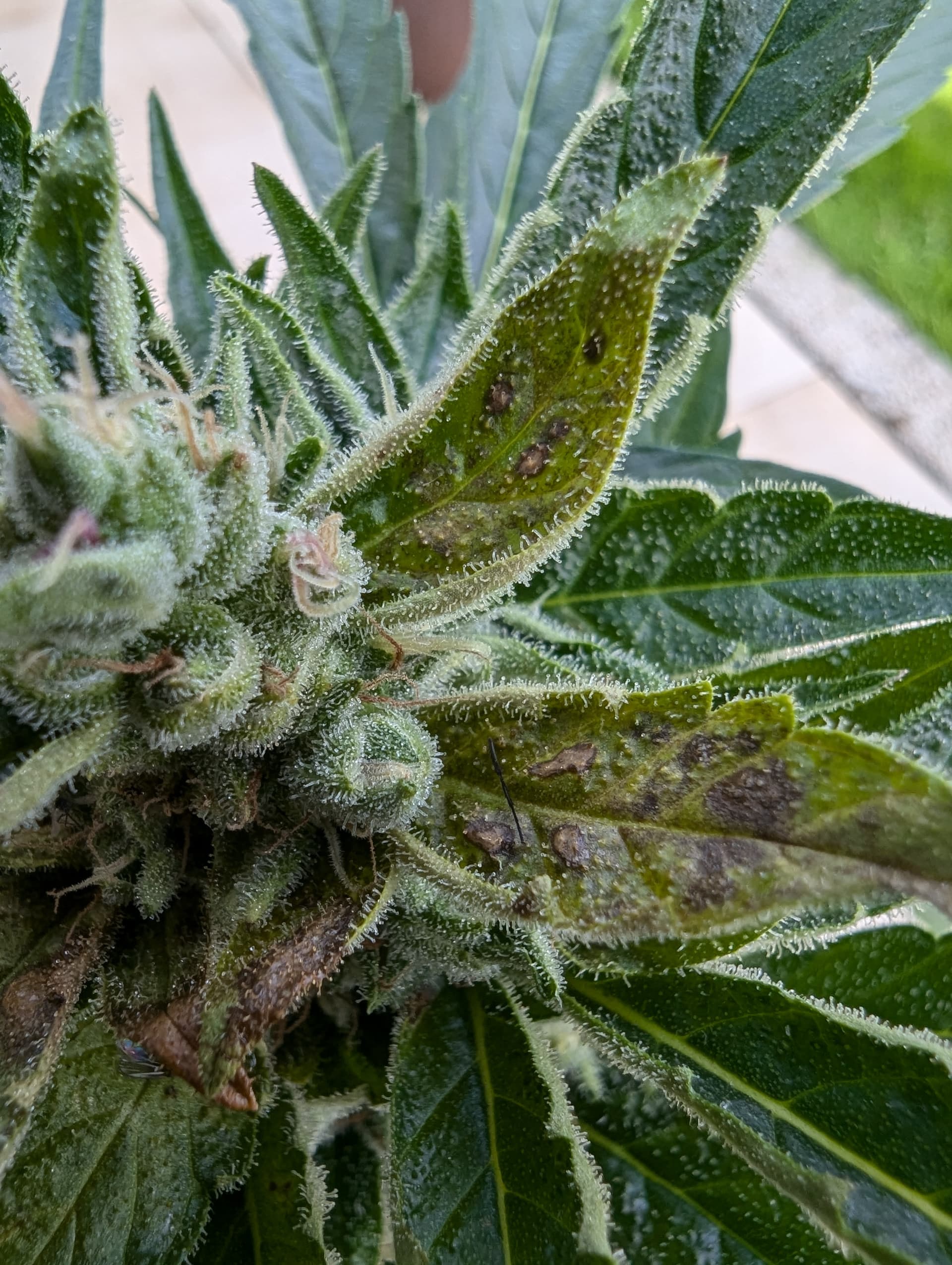 Blütenfäule (Bud Rot) Was tun? GrowProbleme Forum