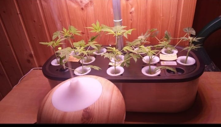 Screenshot_20250219_153205