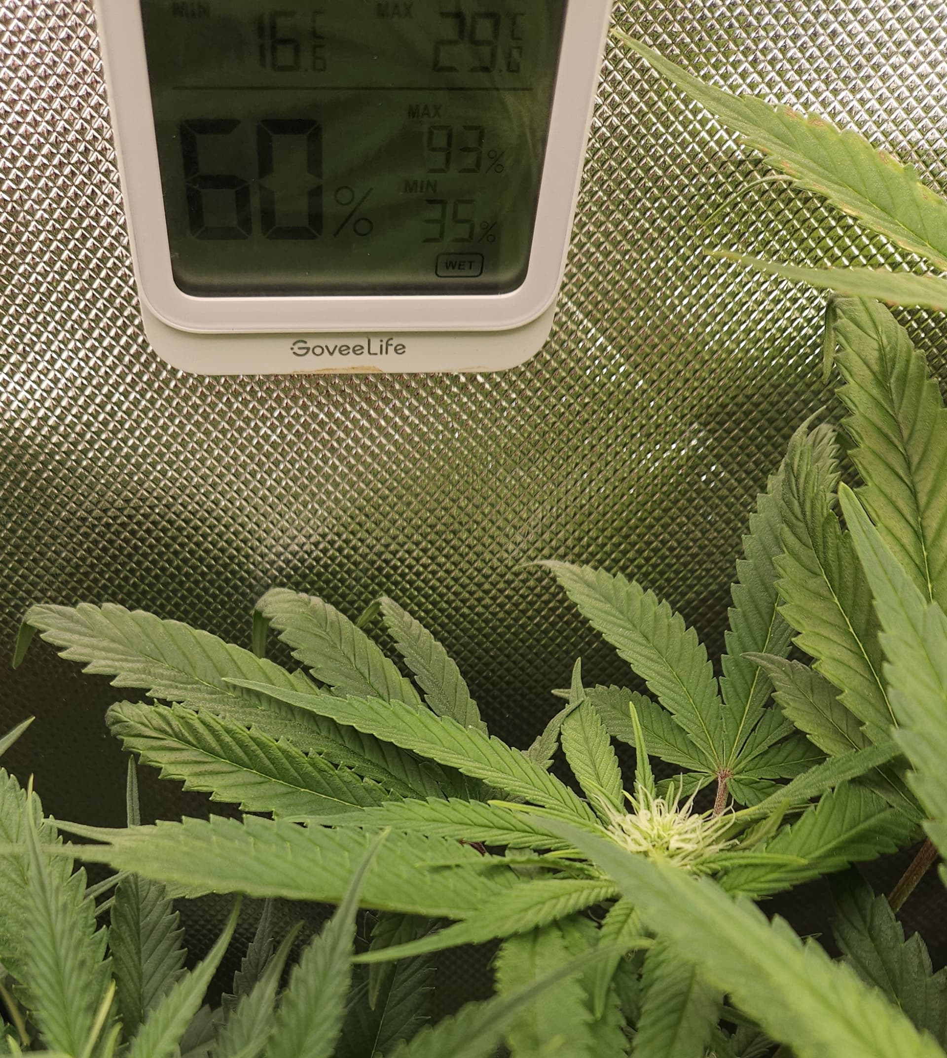 Überdüngung oder Mangel (Kalium?) GrowProbleme Forum