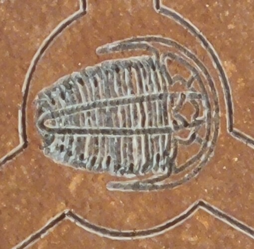 Trilobite closeup