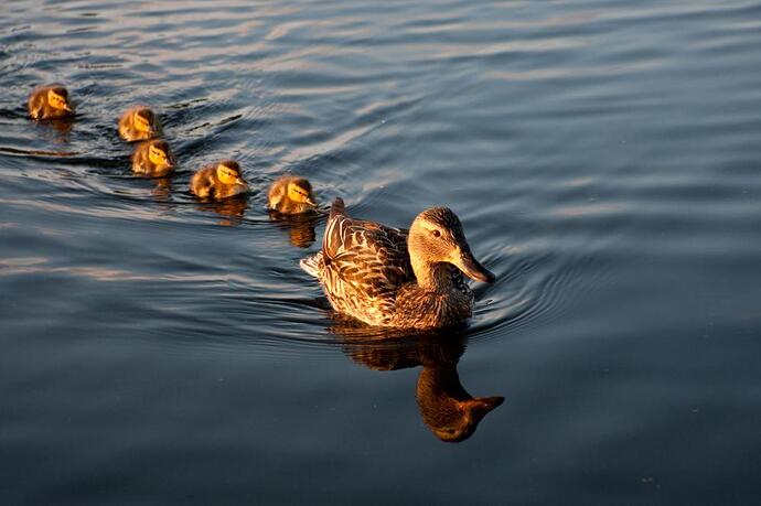 ducks-in-a-row