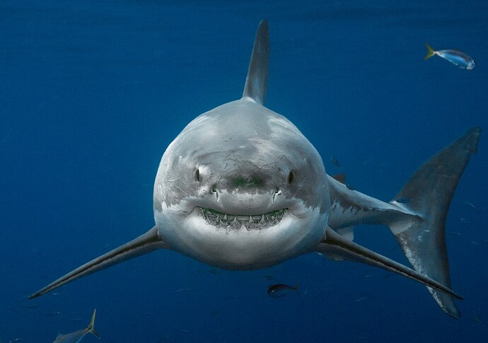 shark 21