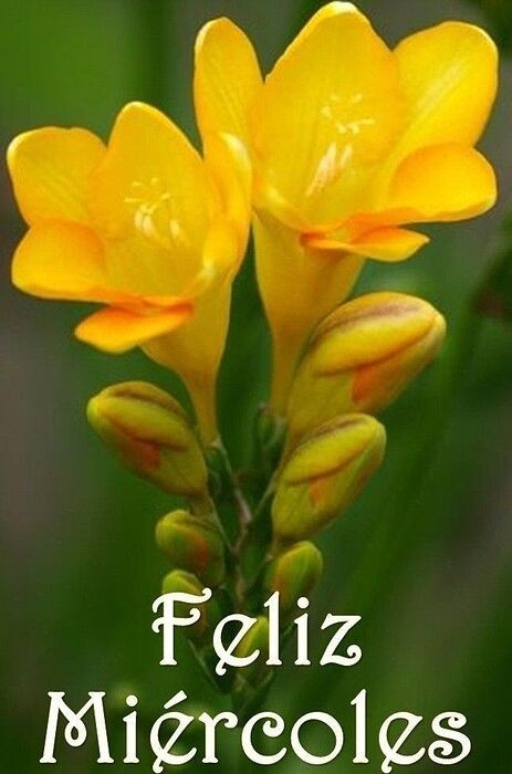 Preciosas Flores.. | Feliz miercoles frases, Feliz miércoles, Feliz  miercoles imagenes