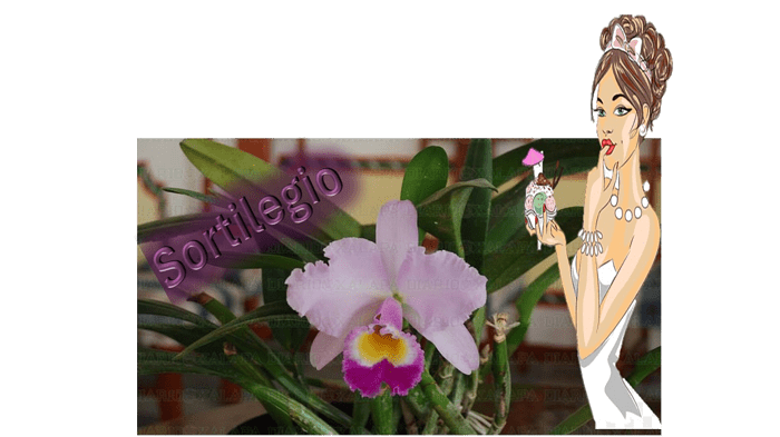 oie_transparent(2)