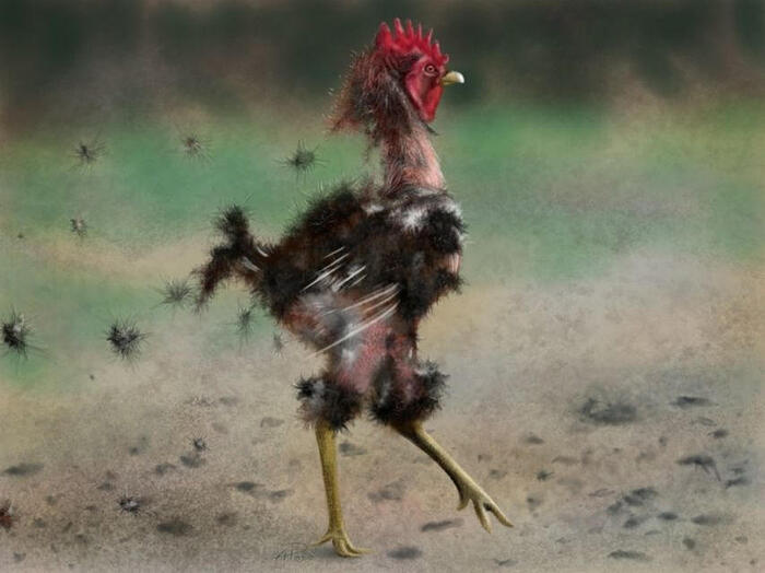 gallina_desplumada_by_alexpozo_d5mbohc-fullview