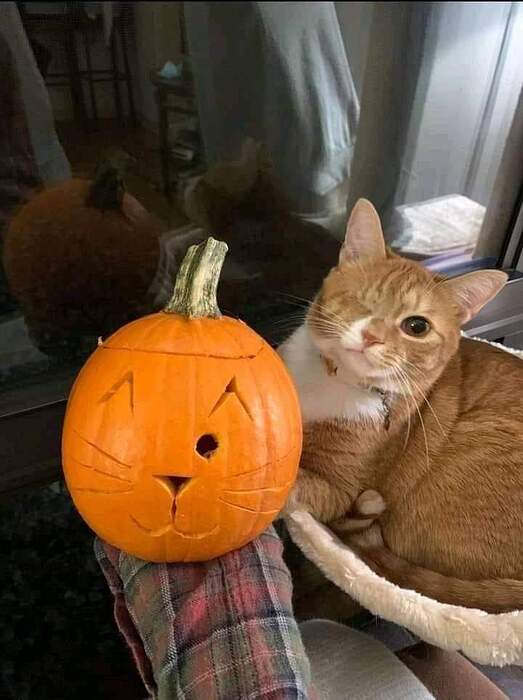 FB_IMG_1730215770877