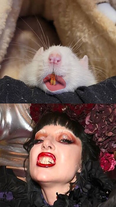 4a04ccfce096d30d7cec20b80c97d740a41b539e_2_786x1400