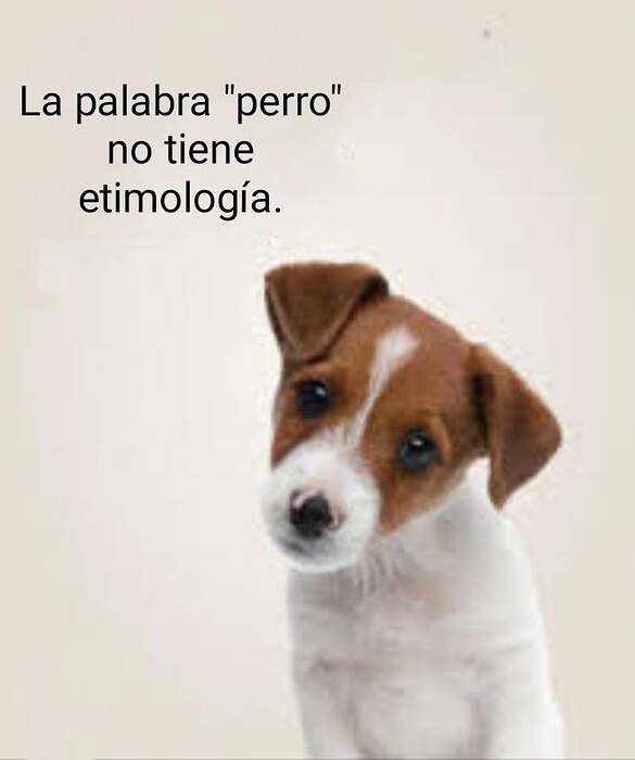 perrito