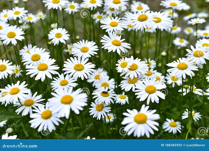 hermosas-margaritas-blancas-en-el-campo-y-flores-individuales-matricaria-recutita-esta-planta-se-utiliza-ampliamente-para-fines-186583592