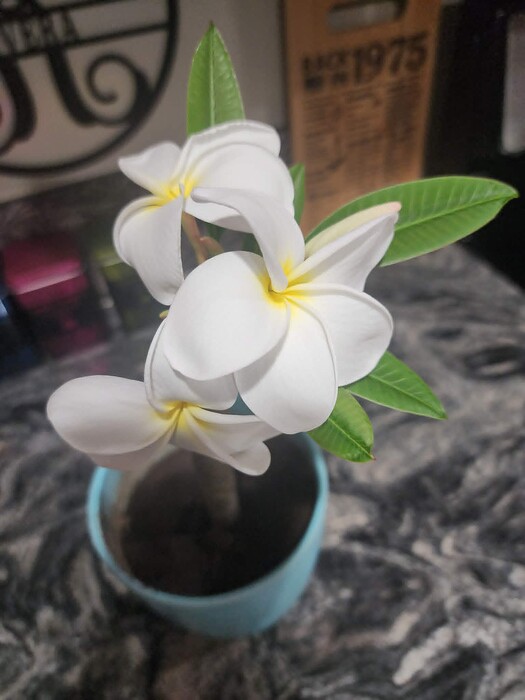 Plumeria 5 de julio 1