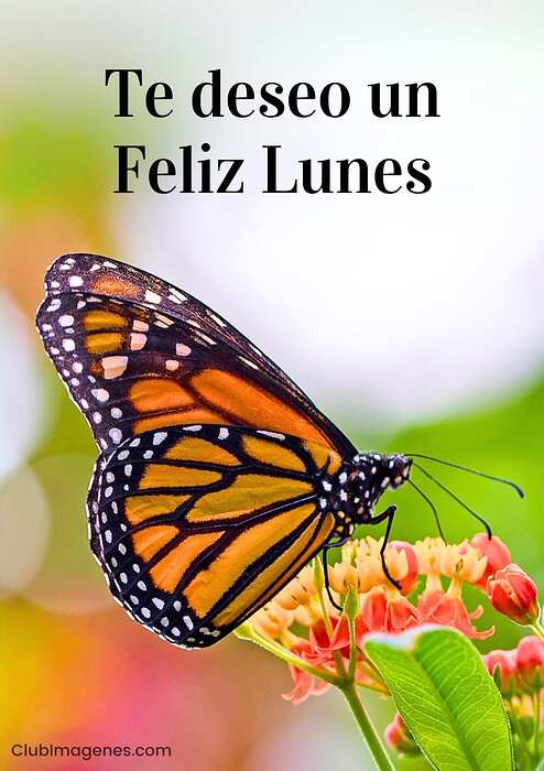 lunes200