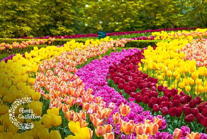 flores-tulipanes