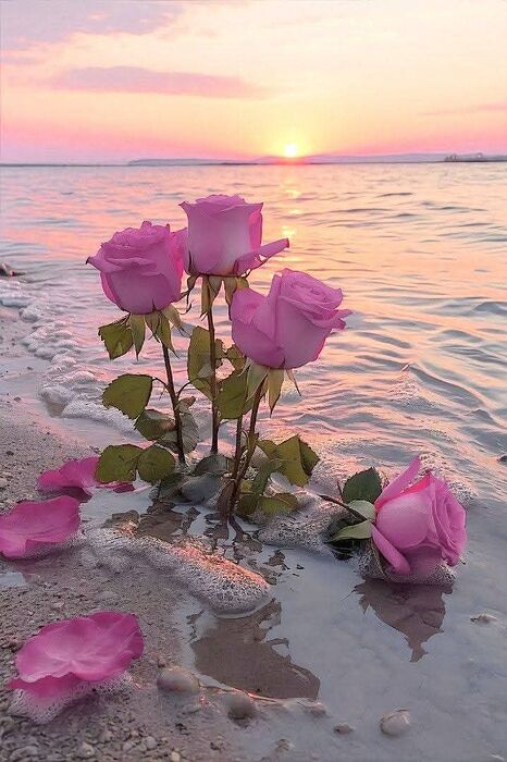flores