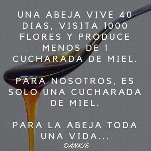 May be an image of text that says 'UNA ABEJA VIVE 40 DIAS, VISITA 1000 FLORES Y PRODUCE MENOS DE 1 CUCHARADA DE MIEL. PARA NOSOTROS, ES SOLO UNA CUCHARADA DE MIEL. PARA LA ABEJA TODA UNA VIDA... DANKIE'